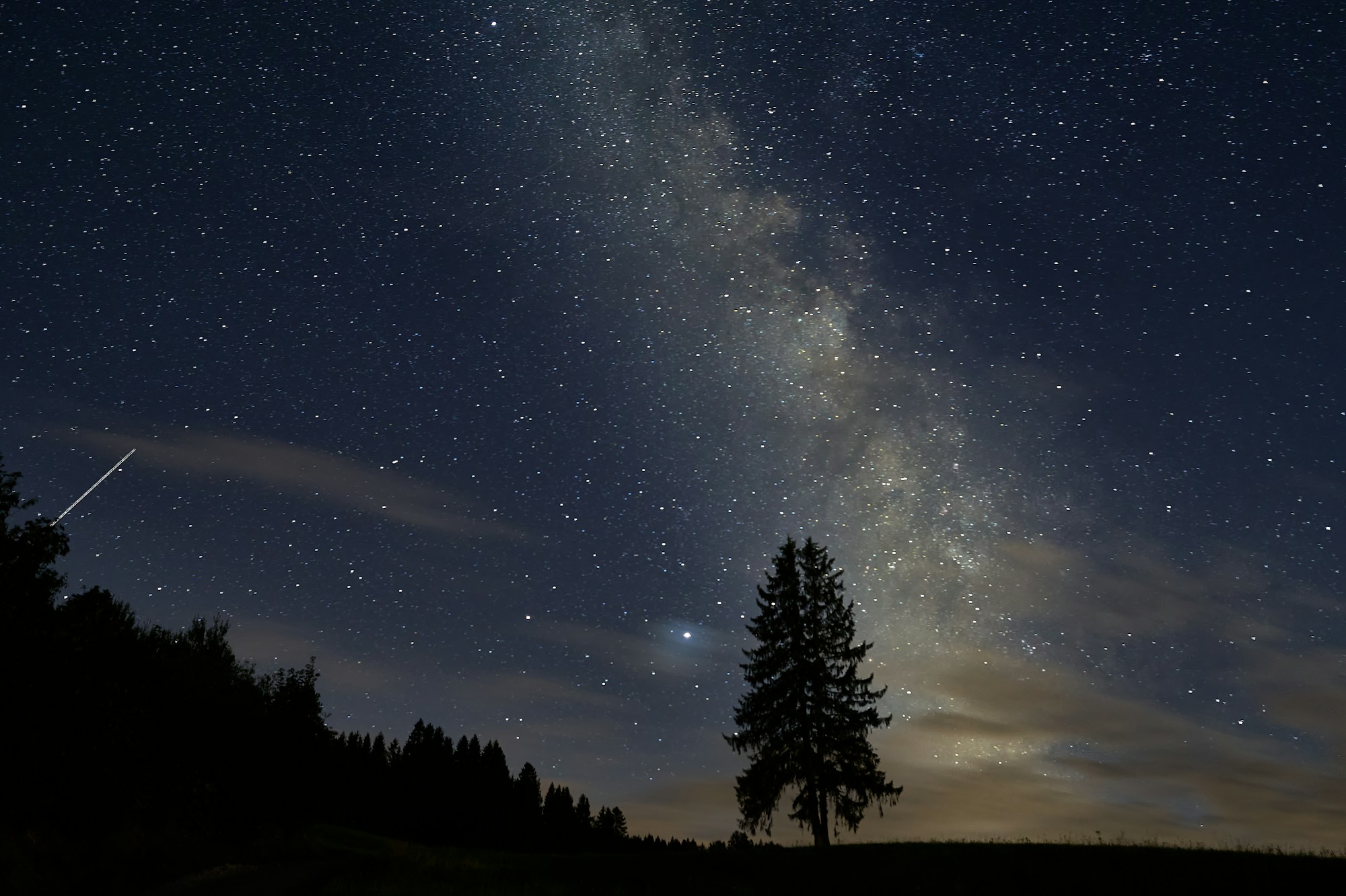 Silhouetted trees under a starry night sky
