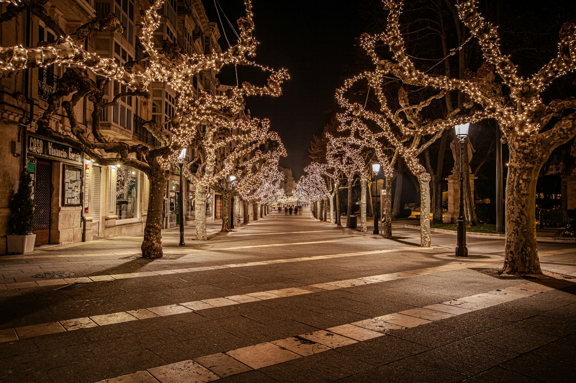 Calle bordeada de árboles iluminados con guirnaldas navideñas, por la noche