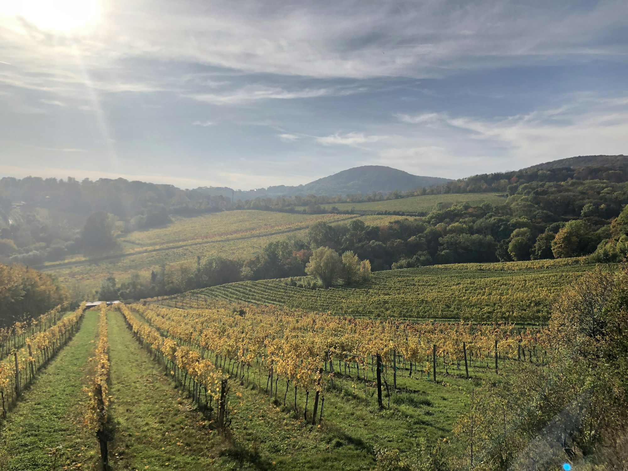 Döbling vineyards above Vienna in late autumn, with the city on the horizon