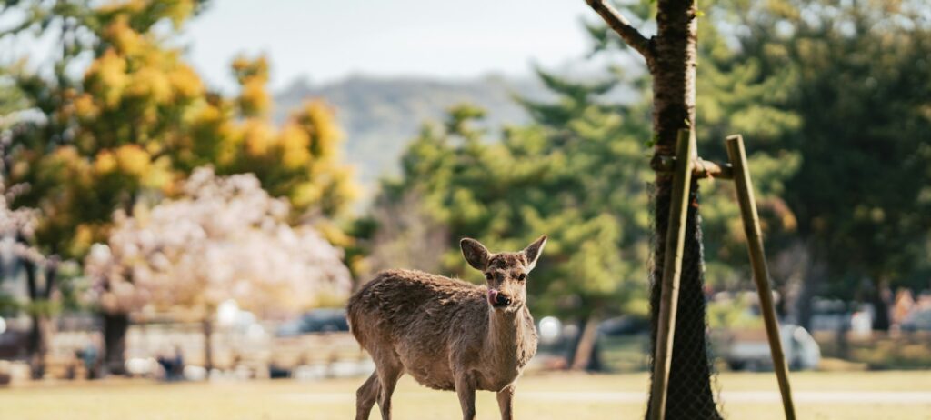 Cerfs qui se promènent sur une pelouse du parc de Nara