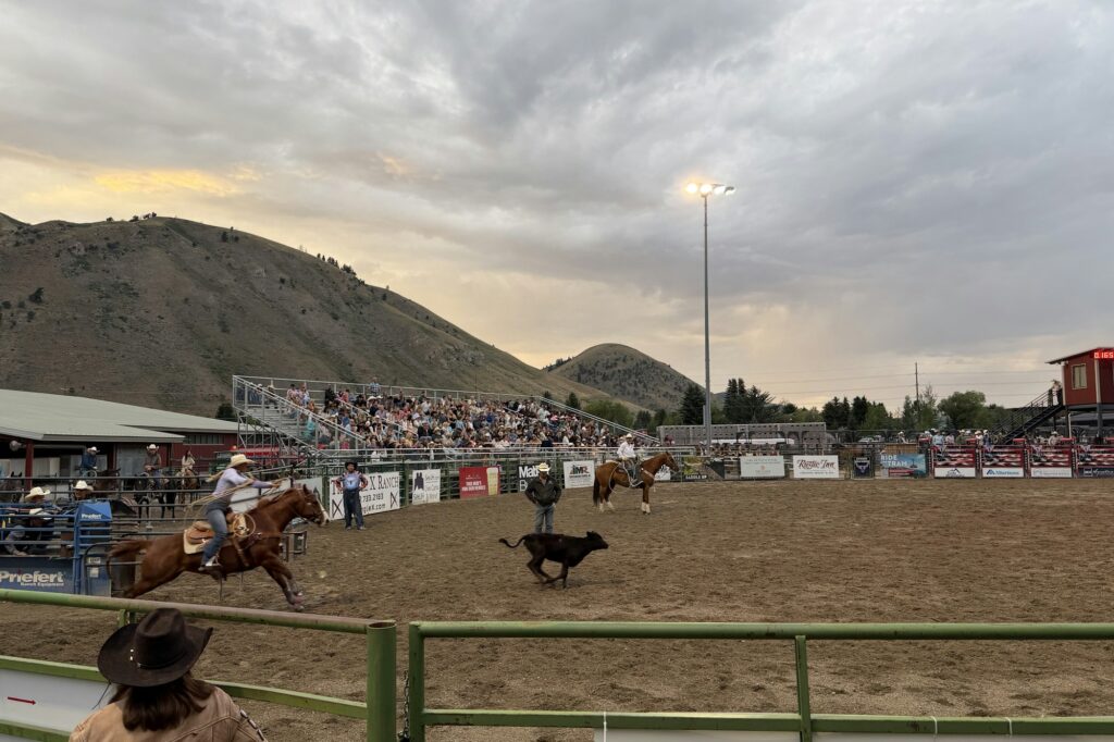 Cowboys à cheval poursuivant un veau dans une arène de rodéo