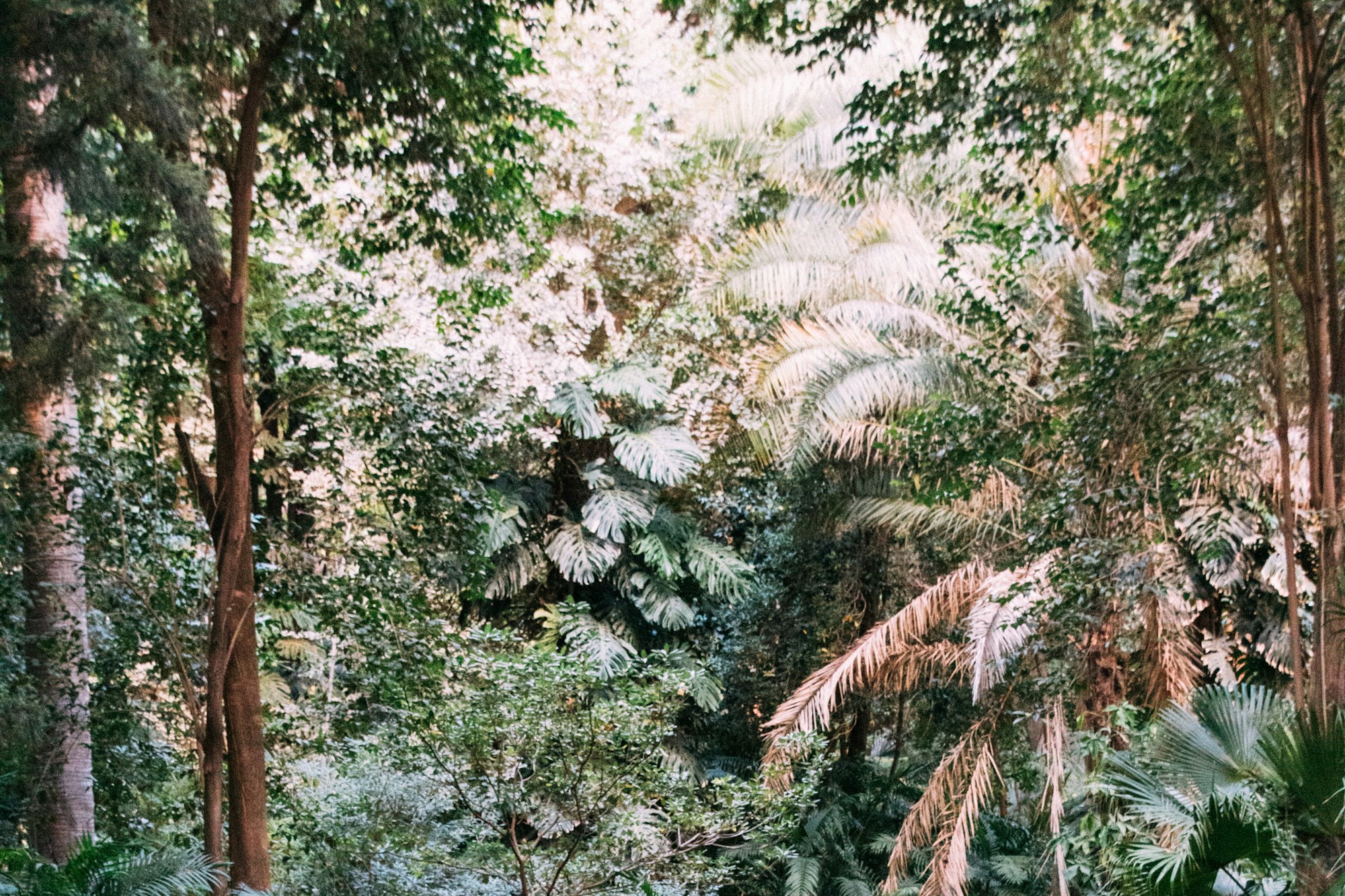Vegetation in the La Concepción botanical garden, Málaga