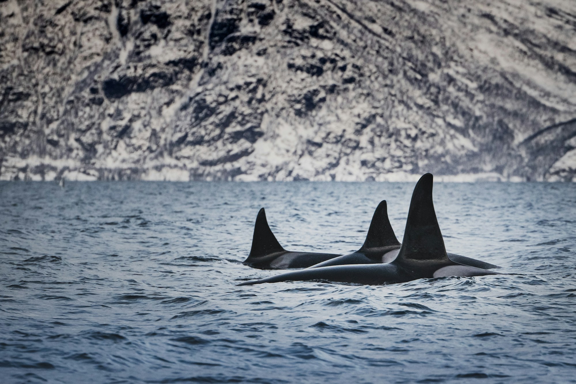 Orcas nahe der Wasseroberfläche in einem Fjord im Norden Norwegens