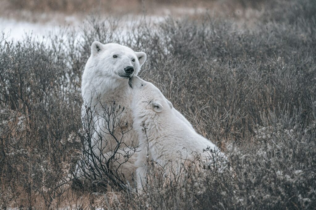Ours polaire à Churchill, Manitoba
