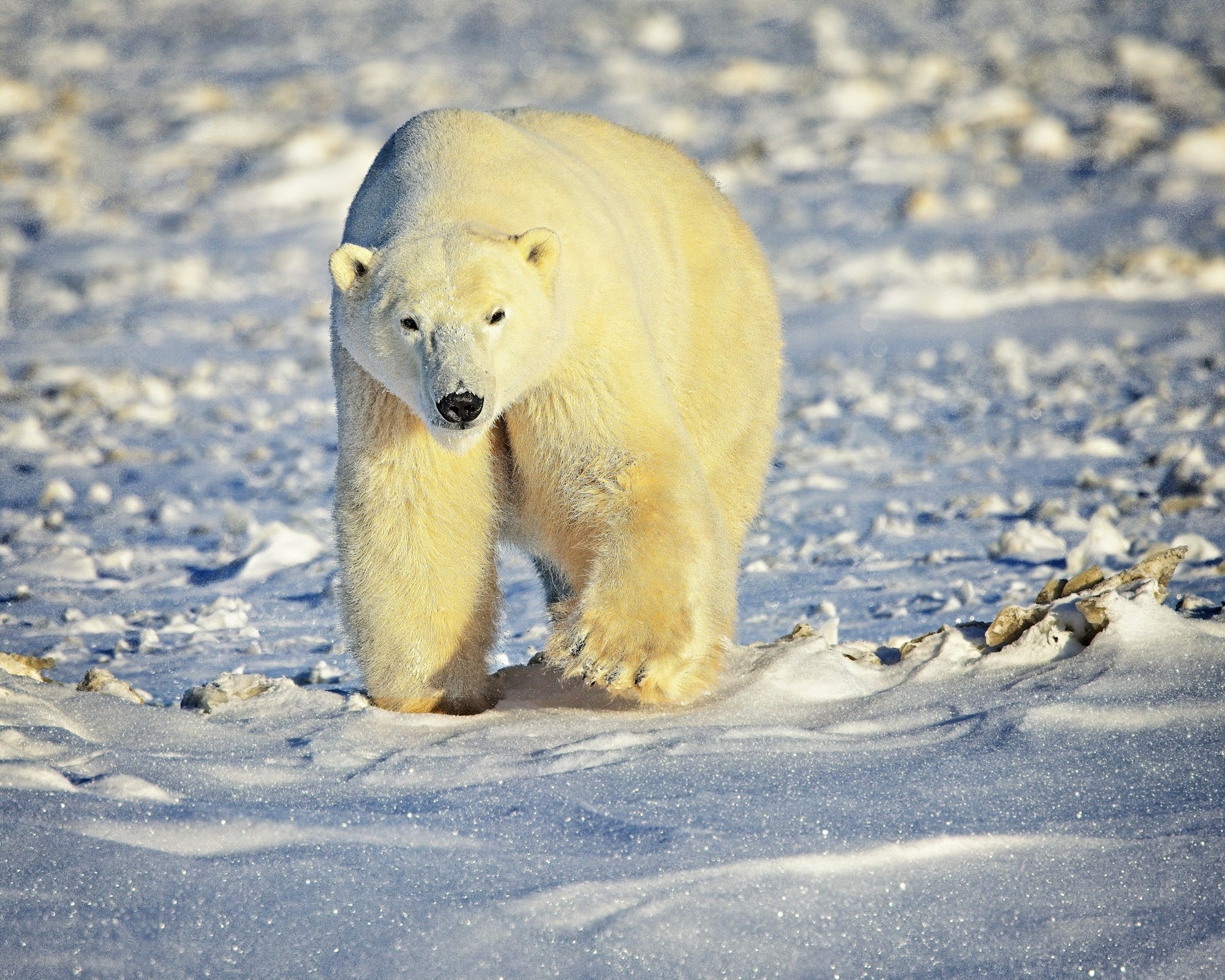 Eisbär läuft über Schnee