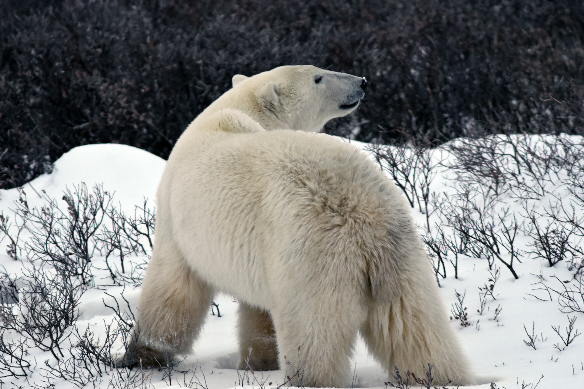Beobachtungsausflug zu Eisbären in Churchill, Manitoba