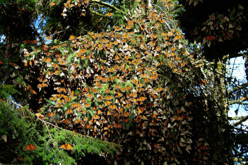 Grappe de papillons monarques posée sur un arbre