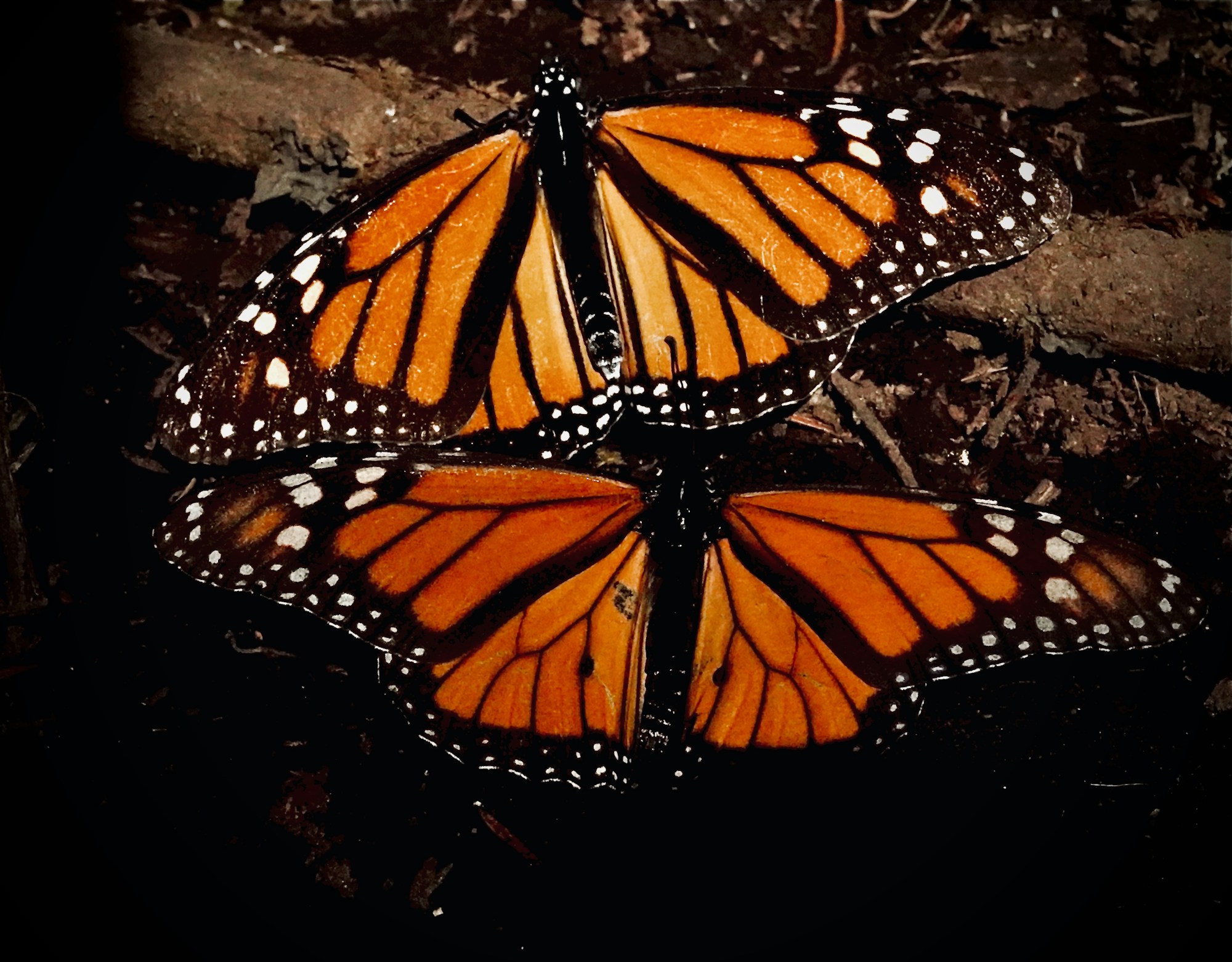 Dos mariposas monarca posadas en el suelo