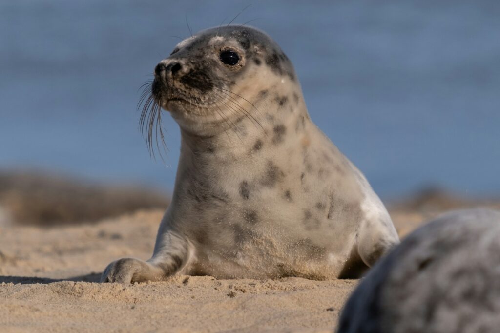 Jeune phoque gris allongé sur le sable de la plage de Horsey Gap, Norfolk