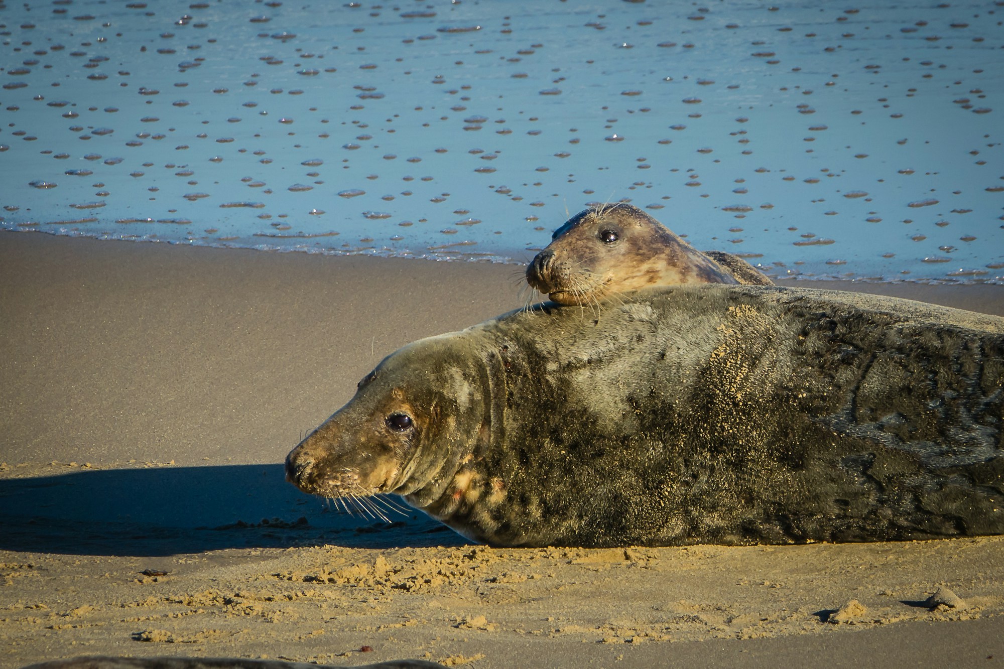 Robben auf dem Sand der Küste von Winterton-on-Sea, Norfolk