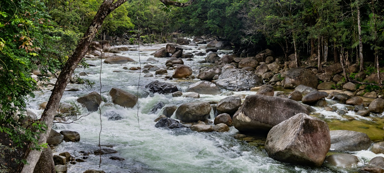 Forêt tropicale humide de la Daintree au bord d'une rivière