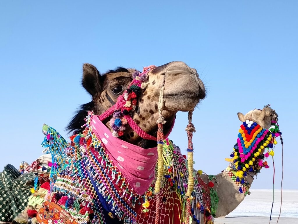 Chameaux sur la plaine blanche du Grand Rann de Kutch