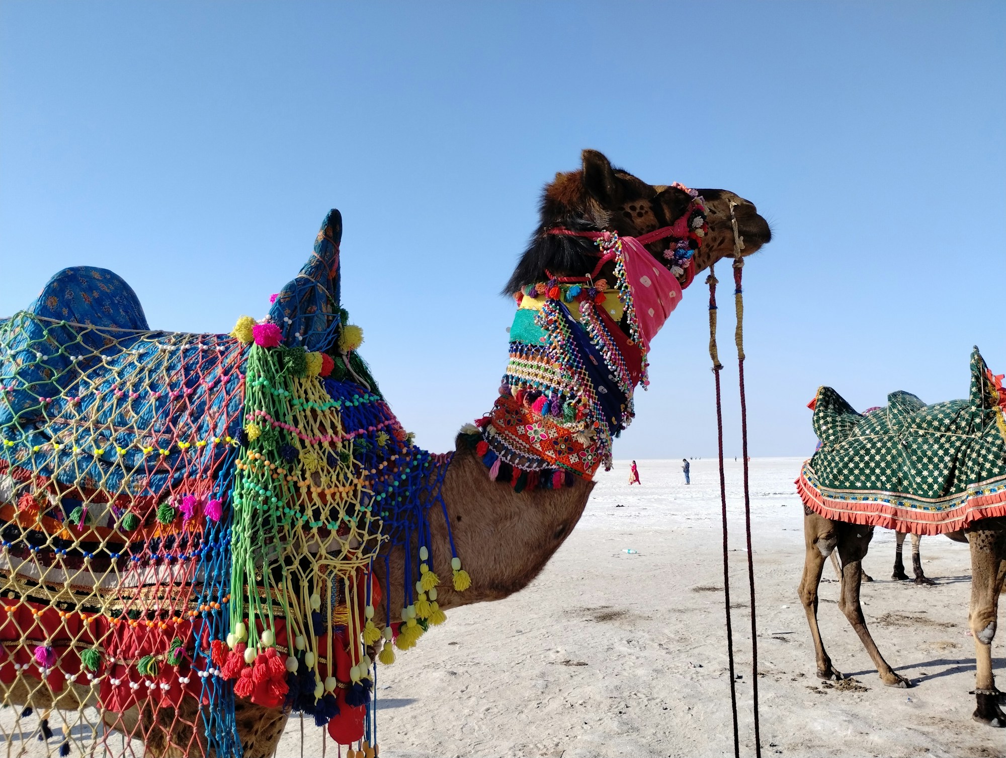 Llanura blanca del Gran Rann de Kutch con un camello