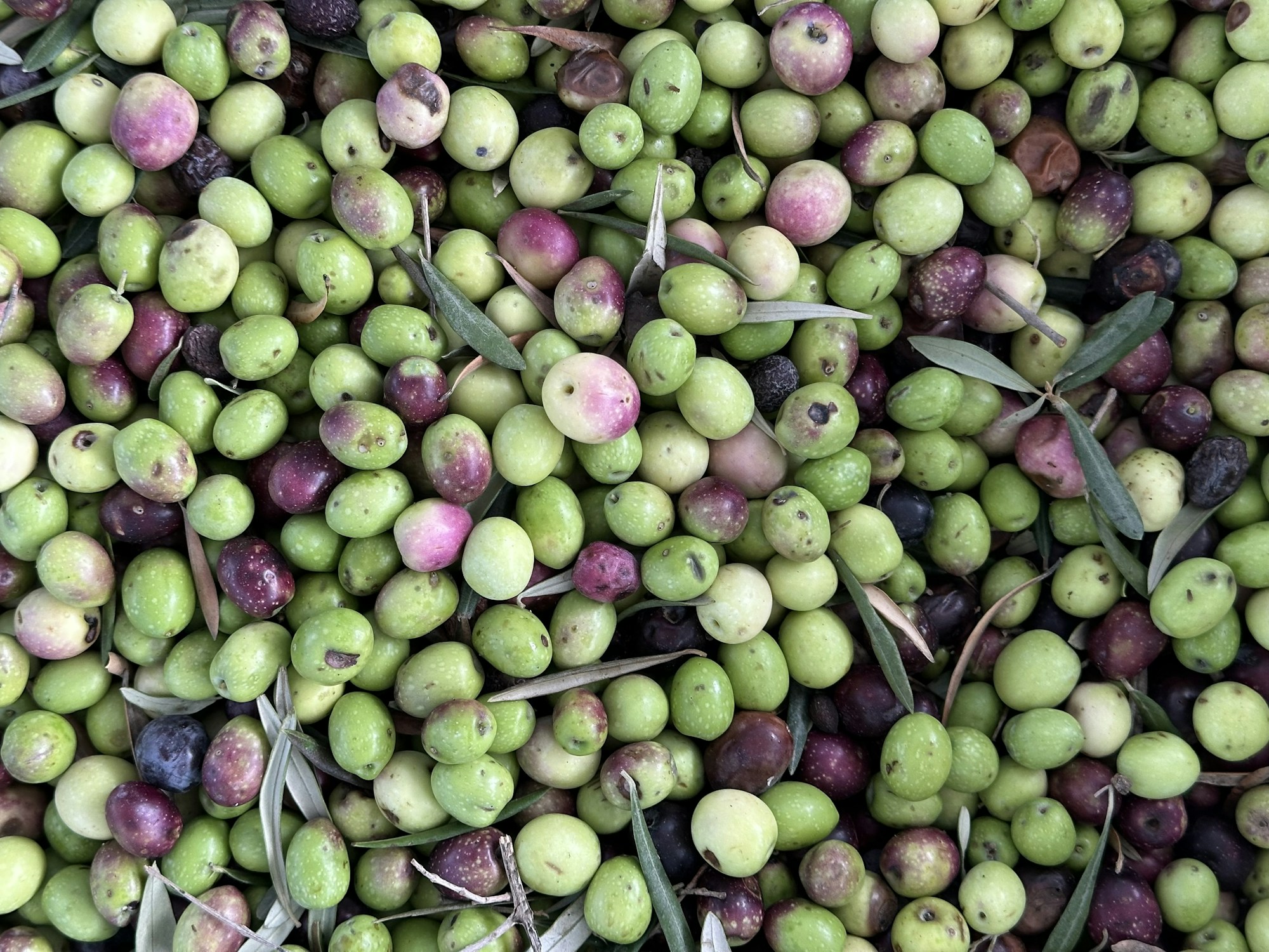 Olive riversate nella linea automatizzata di un frantoio, in Andalusia