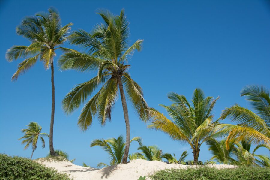 Palmier sur le sable blanc d'une plage de Punta Cana, en République dominicaine