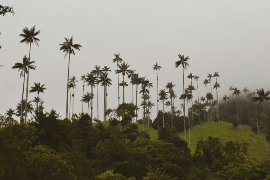 Palmiers de cire hauts sur une colline verte dans la brume, vallée de Cocora, Colombie
