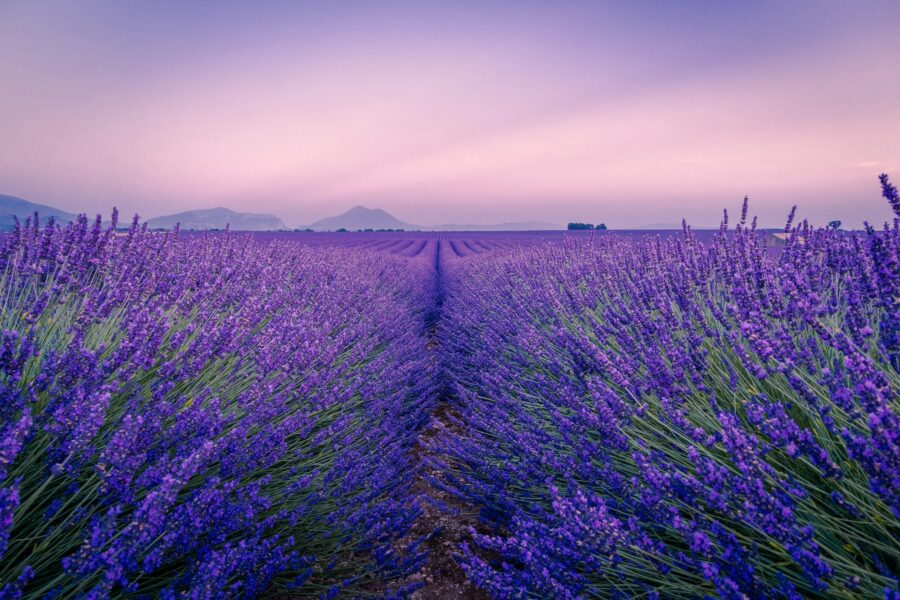 Rangs de lavande à Valensole, en Provence, sous un ciel rose au coucher du soleil