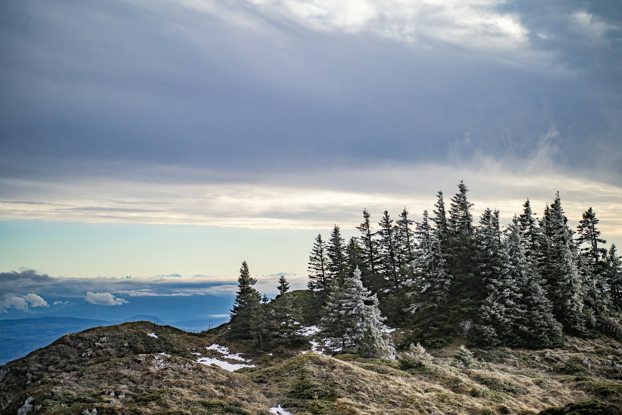 Snow-covered fir trees and ridges of the French Jura in winter