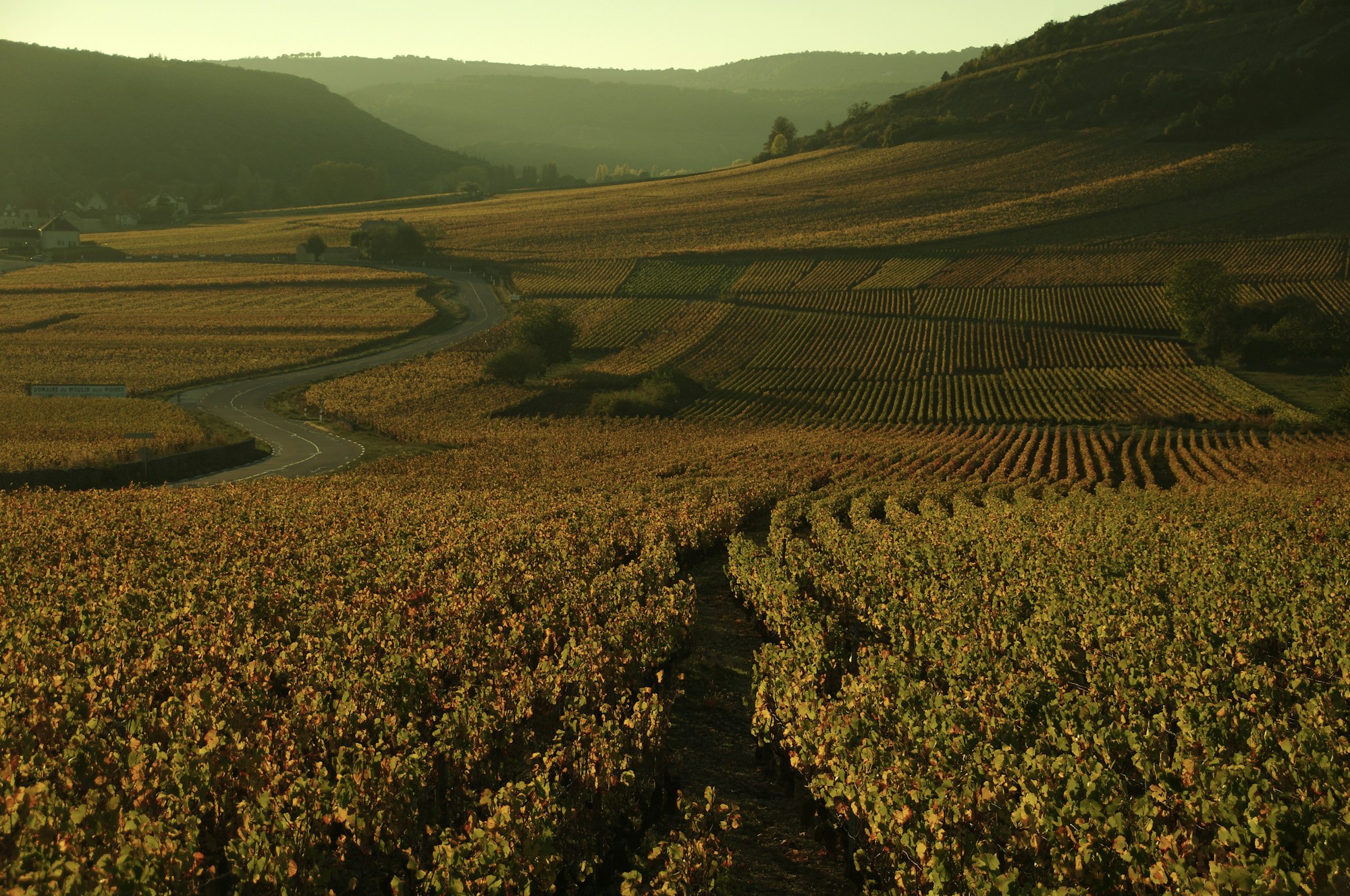 Vignes de la Côte de Beaune en fin de journée, avec des rangs qui descendent vers la vallée