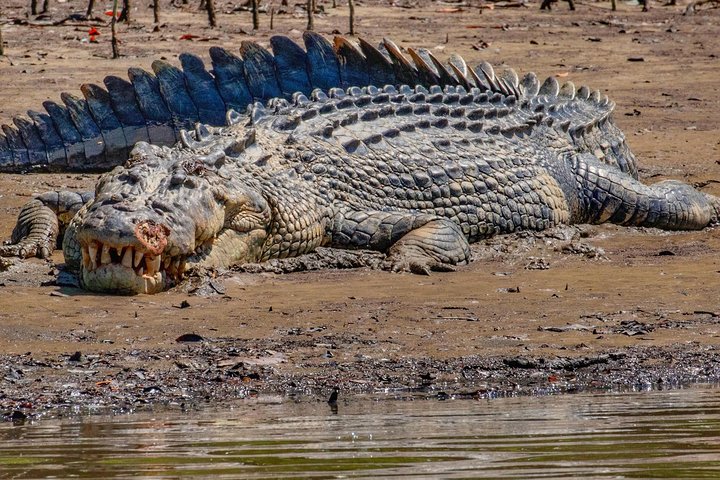 Croisière fluviale sur la rivière Daintree, à la recherche des crocodiles