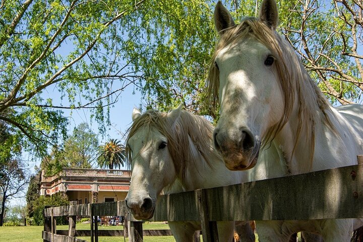 Small-group farm day near San Antonio de Areco, Viator listing photo