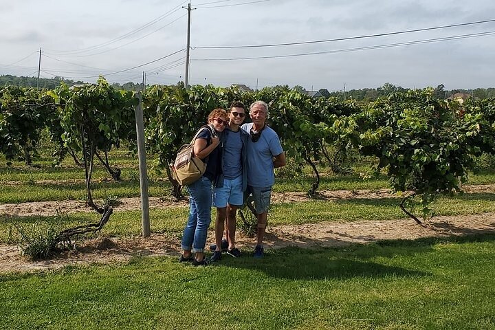 Vineyard on the American wine route