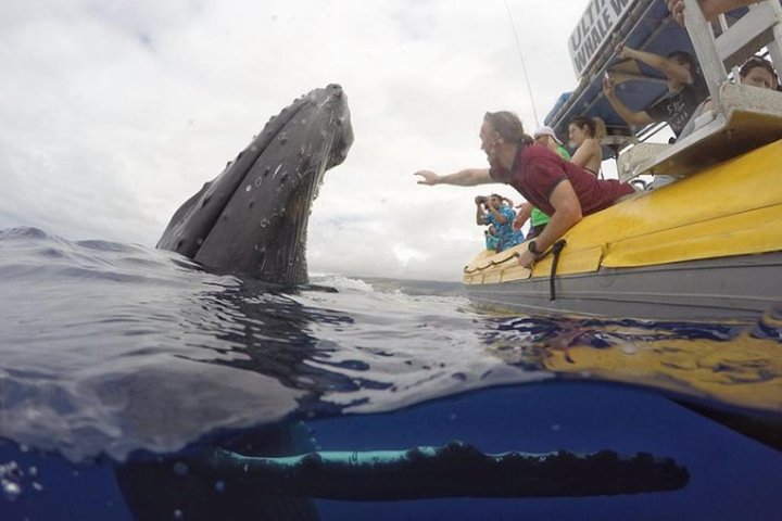 Baleine à bosse qui émerge près d'un bateau d'observation au large de Lahaina, passagers penchés au bord