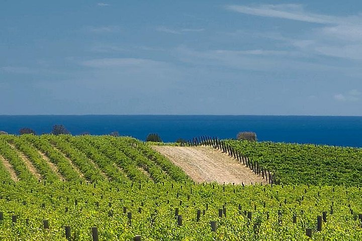 Cave de McLaren Vale avec tables dressées pour le déjeuner