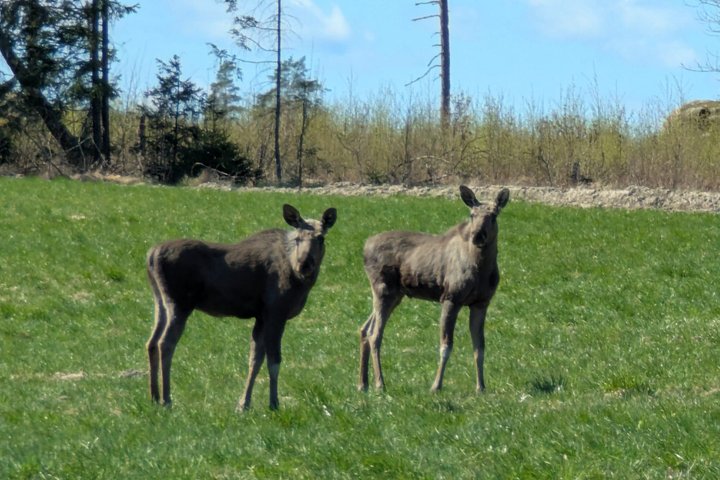 Feu de camp dans la nature près de Stockholm