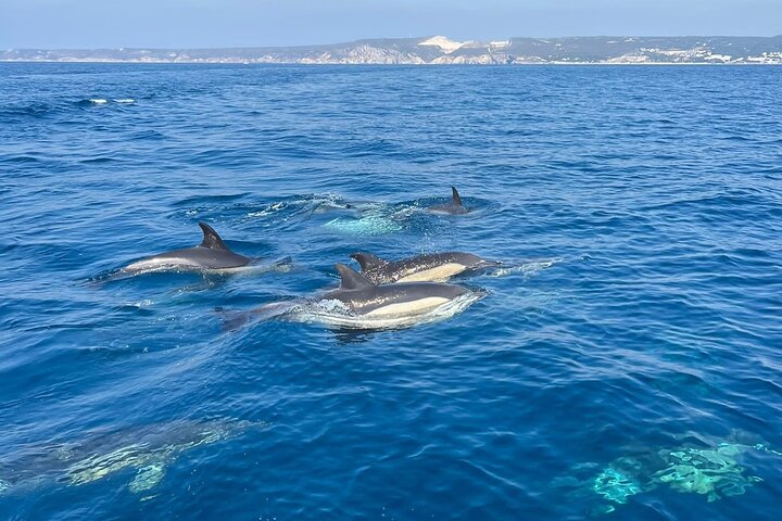 Observation boat off Sesimbra