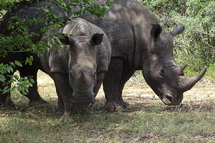 Tour: game drive and rhino safari near Livingstone