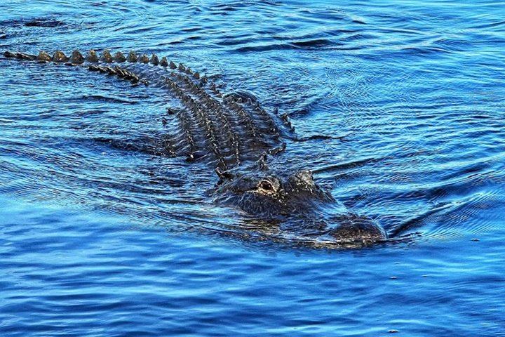 Everglades small-group tour from Miami