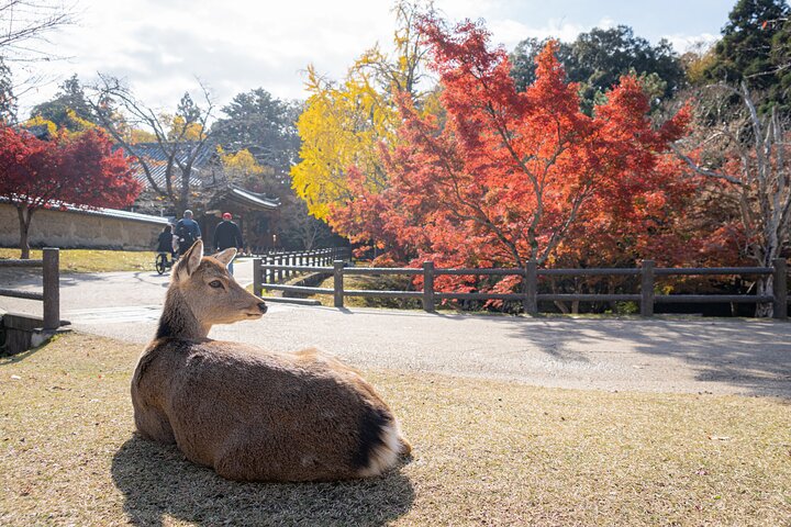 Deer in Nara Park with a temple in the background