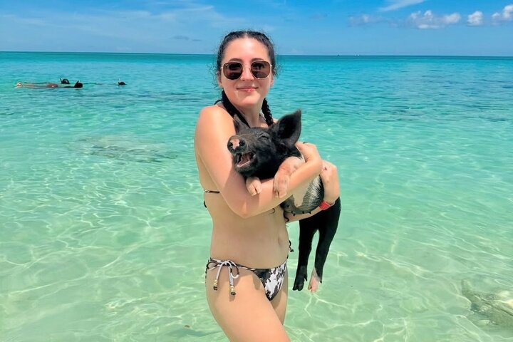 Cochons nageurs sur une plage de Rose Island, aux Bahamas