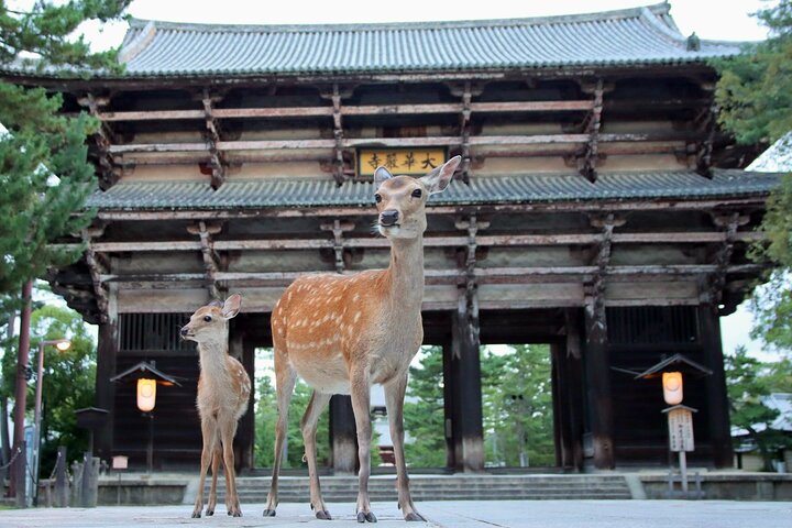Air-conditioned tourist bus on the streets of Nara