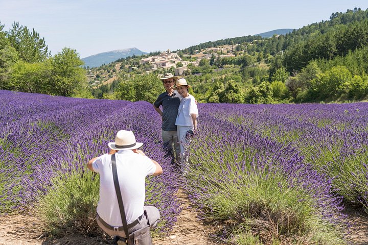 Rangées de lavande en fleurs dans un champ de Provence