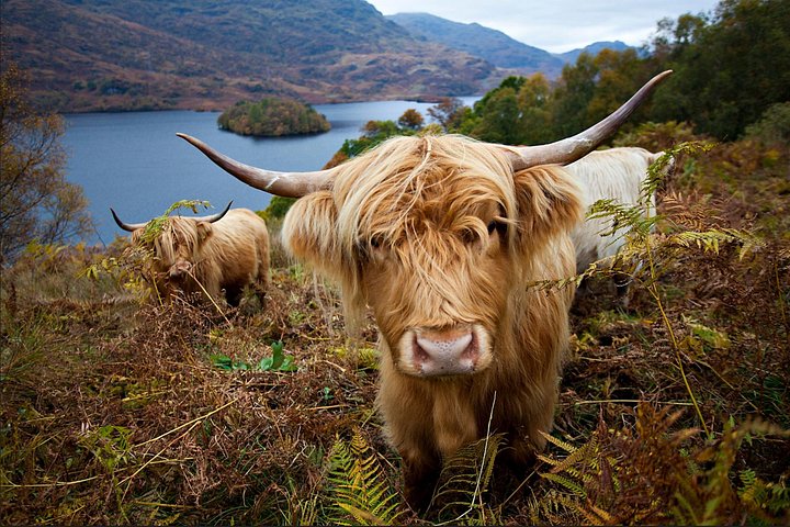 Véhicule de tour privé sur une route des Highlands