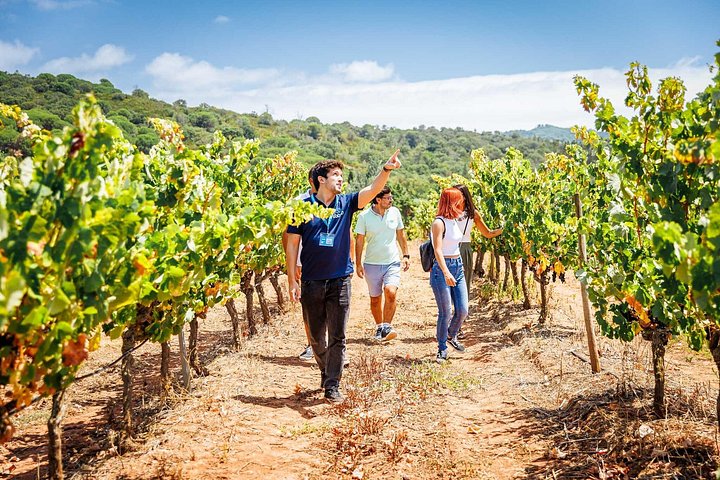 A guide points out the vines to a small group walking through a vineyard