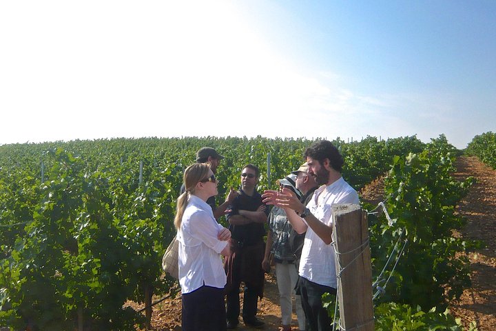 Photo Viator du circuit des vignobles de la campagne madrilène