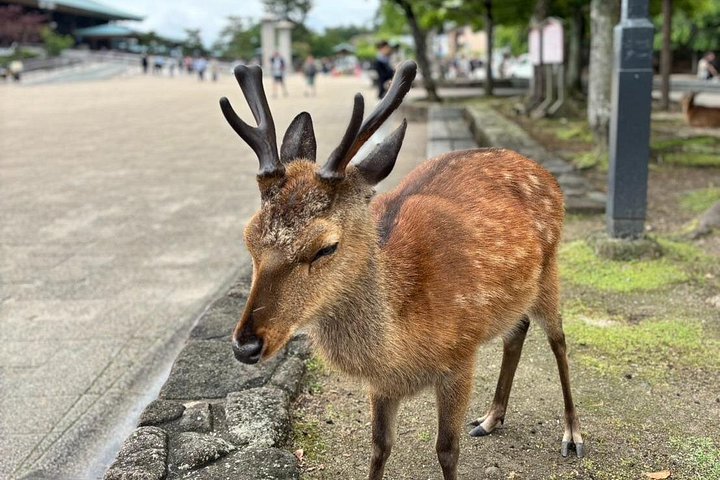 Cycliste sur une piste à Hiroshima, en route vers le port
