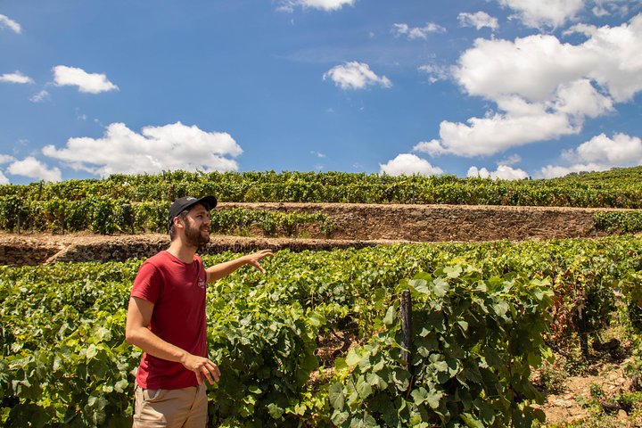 Wine tasting on a Douro Valley estate