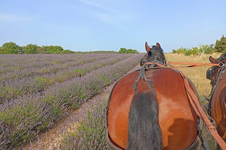 Balade en calèche à Gordes – Gordes (photo 1)