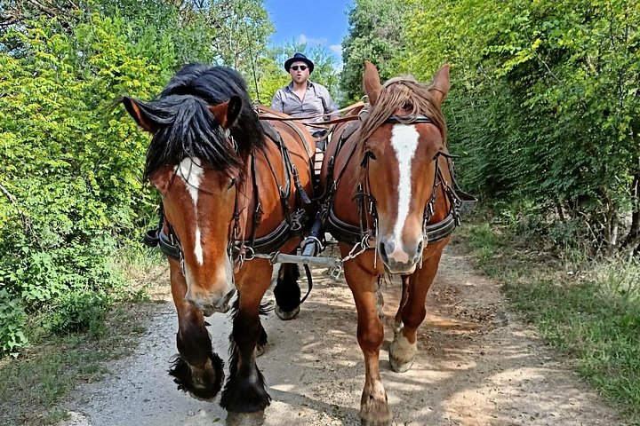 Balade en calèche à Gordes – Gordes (photo 2)