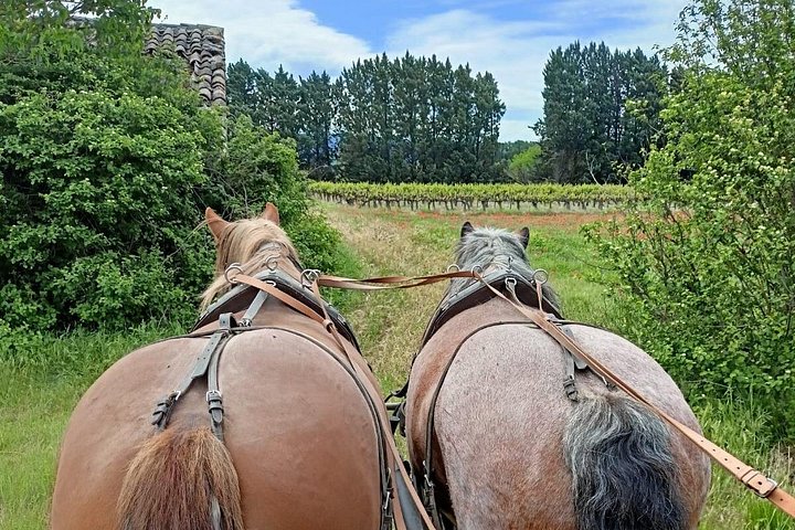 Balade en calèche à Gordes – Gordes (photo 3)