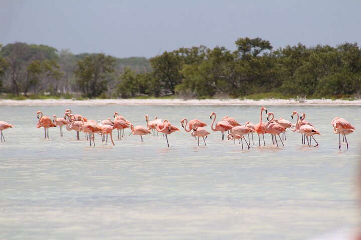 Eco-safari de Ría Lagartos – Río Lagartos, Yucatán, Mexique (photo 1)