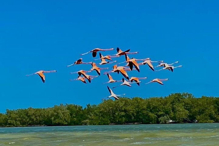 Eco-safari de Ría Lagartos – Río Lagartos, Yucatán, Mexique (photo 2)