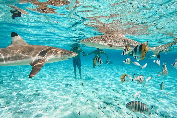Journée sur le lagon de Bora Bora en groupe, déjeuner sur un motu – Point de rendez-vous indiqué sur le bon de réservation, Bora Bora, Polynésie française (photo 3)