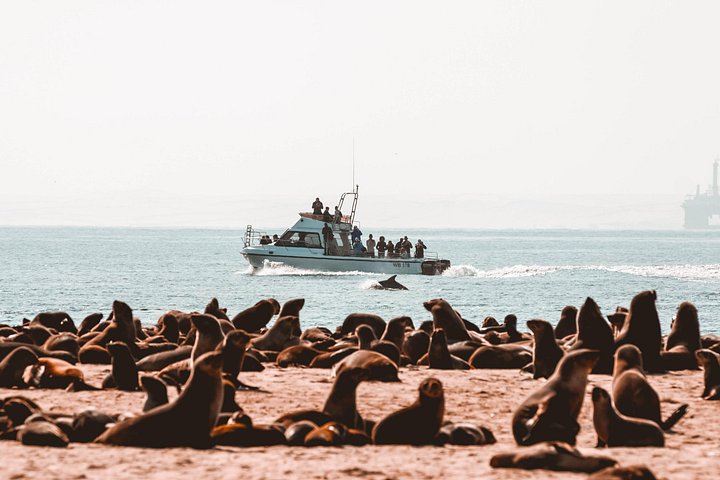 La croisière aux dauphins depuis Walvis Bay – Waterfront de Walvis Bay, Walvis Bay, Namibie (photo 2)