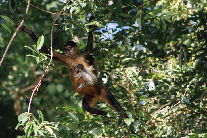 Les canaux de Tortuguero en canoë – Tortuguero, Limón (photo 1)