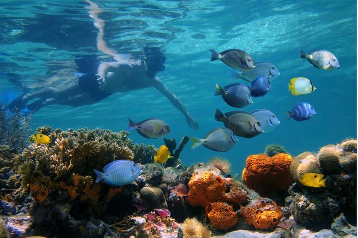 Negril : snorkeling sur les récifs et escale à Booby Cay – Prise en charge à l'hôtel, Negril, Jamaïque (photo 3)